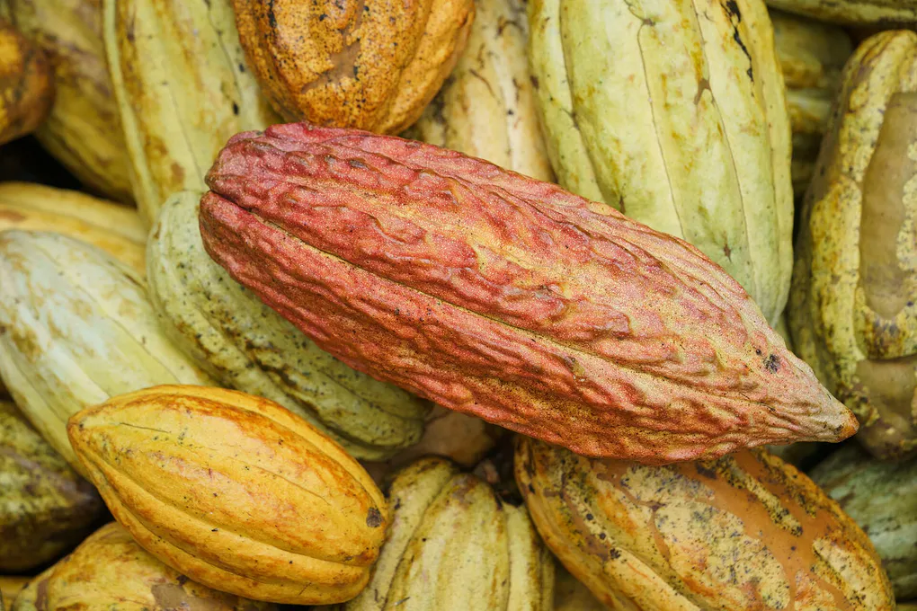 Cabosse di cacao mature accompagnano una storia sulle origini del cacao